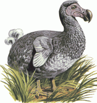 dodo