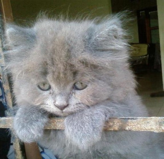 Fluffy Grey Kitten 2