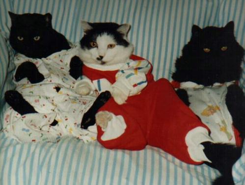 Cats in Pajamas