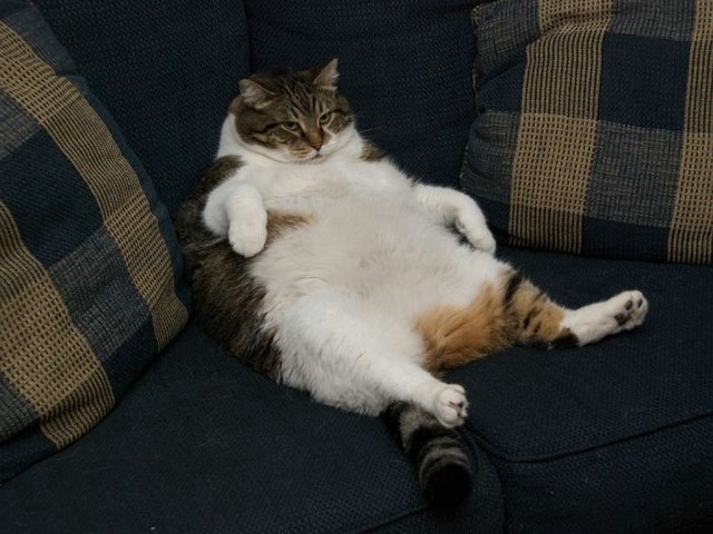 Couch_Potato_cat 2