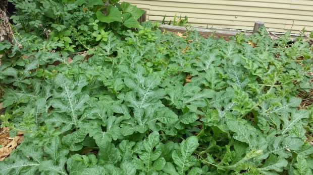Watermelon Patch, June 2014